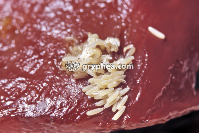 Mouche - Oeufs après la ponte  - gryphea.com